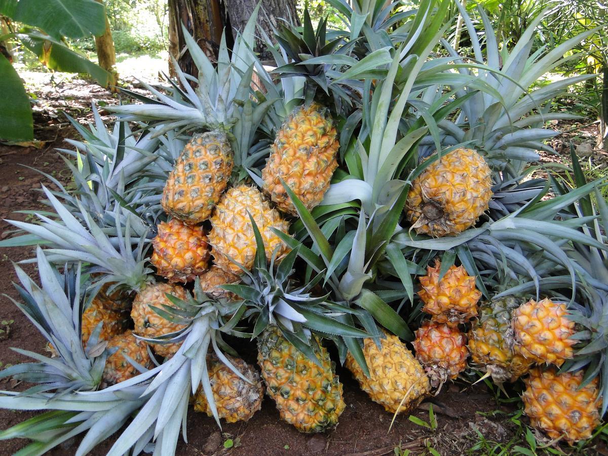 Yasi Yatere Reserva Agroecologica エル・ソベルビオ エクステリア 写真