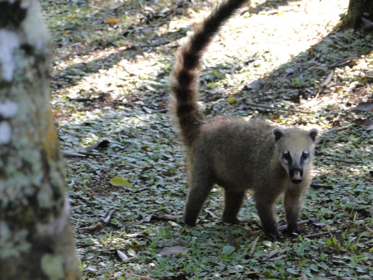 Yasi Yatere Reserva Agroecologica エル・ソベルビオ エクステリア 写真